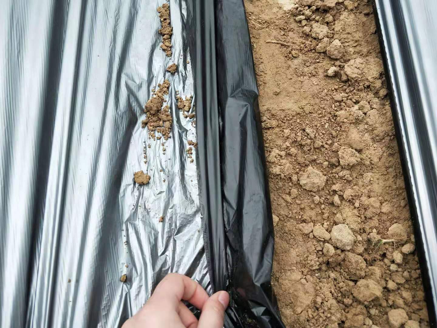 种植番茄盖地膜的正确方法图片,番茄种植地膜要不要全覆盖