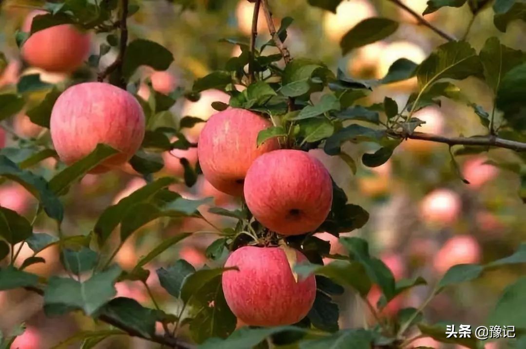 灵宝是三门峡的下辖市吗,灵宝为什么是三门峡最金贵的市