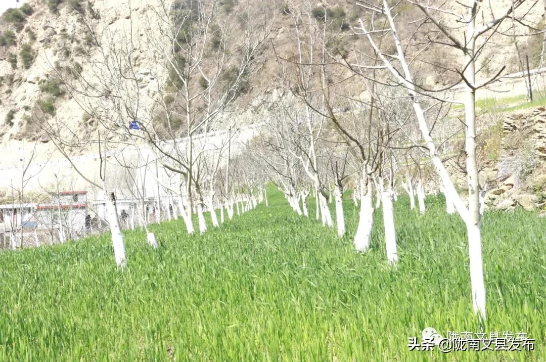 文县乡村振兴新闻,文县乡村振兴从春天启程
