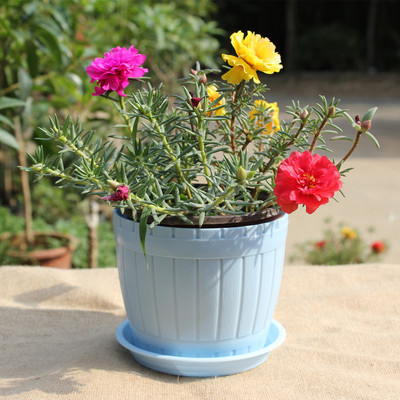 100种适合室内养的植物盆栽,10种适合室内摆放的花卉盆栽推荐