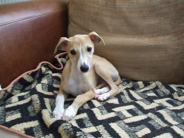 惠比特犬幼犬怎样训练,怎样训练比特犬定点大小便