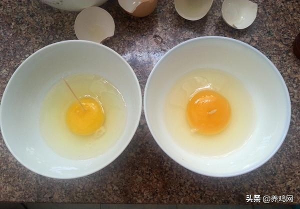 怎样辨别养殖鸡蛋和土鸡蛋,散养土鸡蛋和笼养鸡蛋营养成分