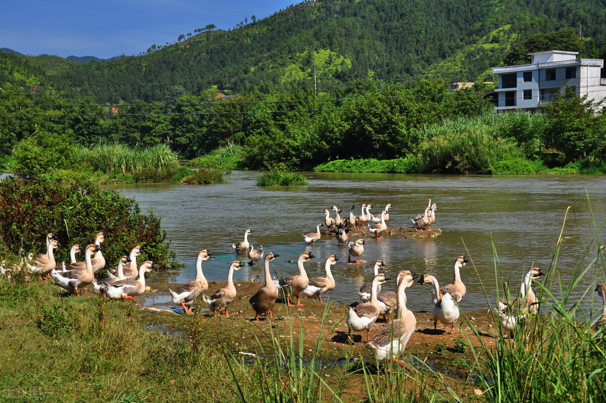 养鹅致富的商机,养鹅的前景