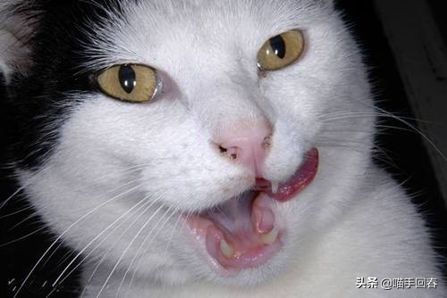 猫咪营养不良贫血需要调理多久,猫咪贫血严重的话会死吗