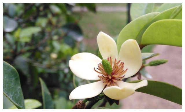 养白兰花的技巧,养金桂的正确方法