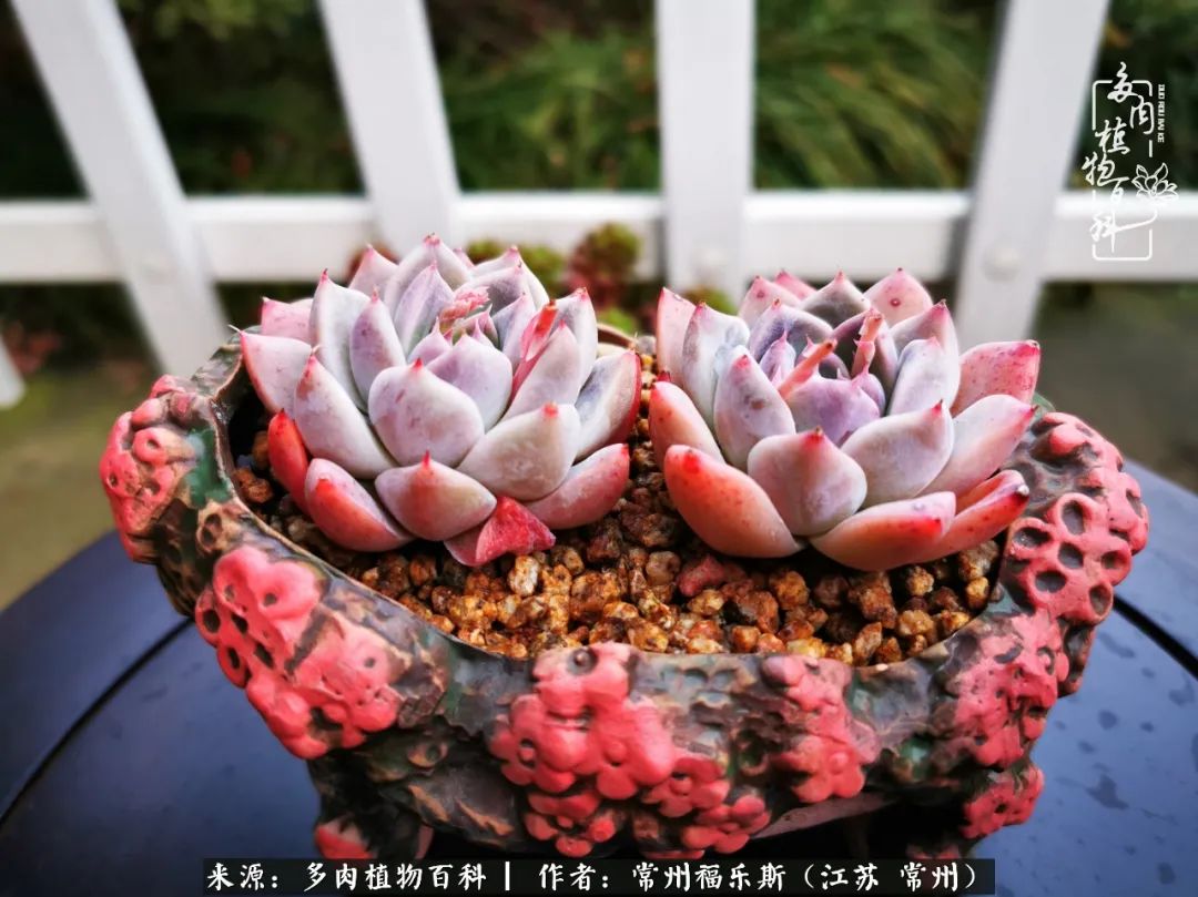 多肉是一处景物吗,多肉也有一道靓丽的风景