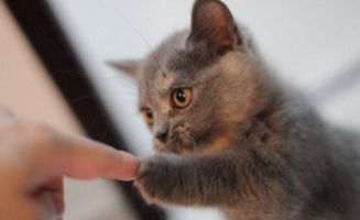 想让猫喜欢你怎么办,想让猫咪粘着我