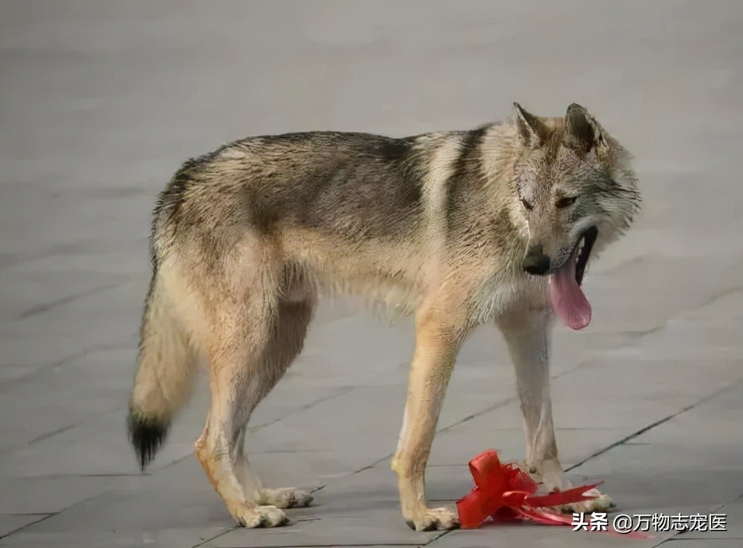 世界十大最贵的十种犬,世上最贵的十种犬排行
