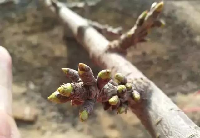 大樱桃大棚湿度,大棚樱桃每个阶段的温度怎么管理