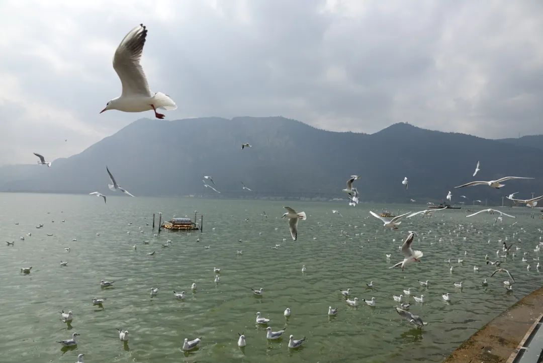 昆明一日游旅行社,昆明一日游跟团靠谱吗