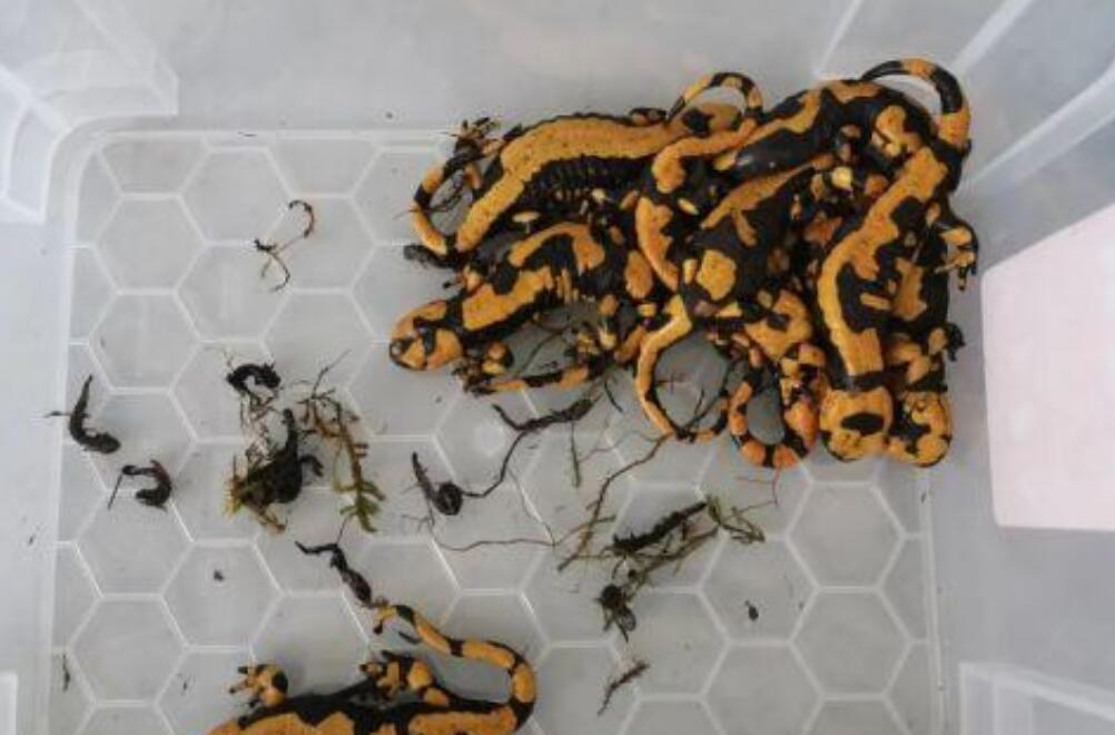 7月1日，海关通报截获29只寄往北京的活体盖罩大蜗牛！危害有多大