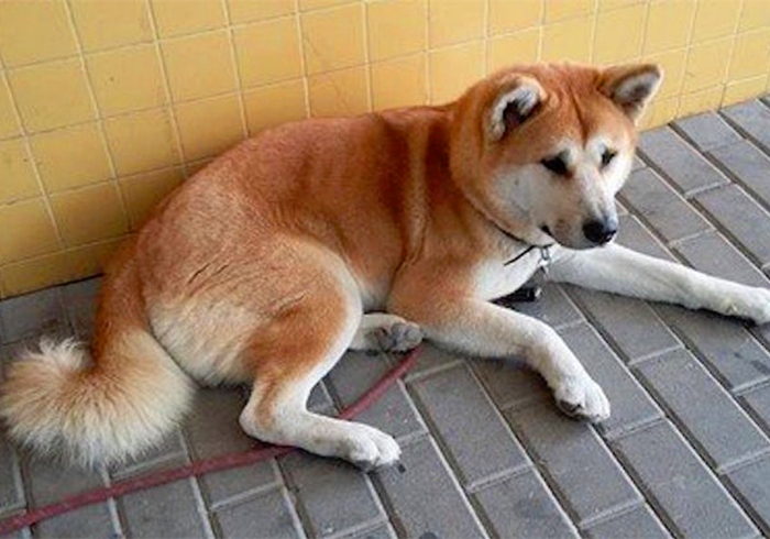 幼犬细小心肌炎的症状,小狗肺炎呼吸急促应该怎么缓解