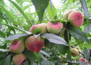 油蟠桃裂果流胶是什么原因,什么样的蟠桃裂果不能留