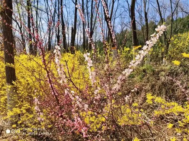北京丰台五一旅游最佳去处,丰台区赏花景点