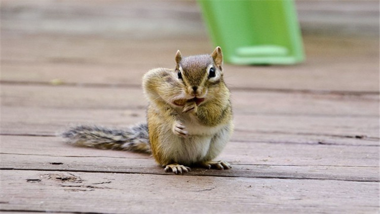 松鼠什么季节脱毛最好,松鼠脱毛