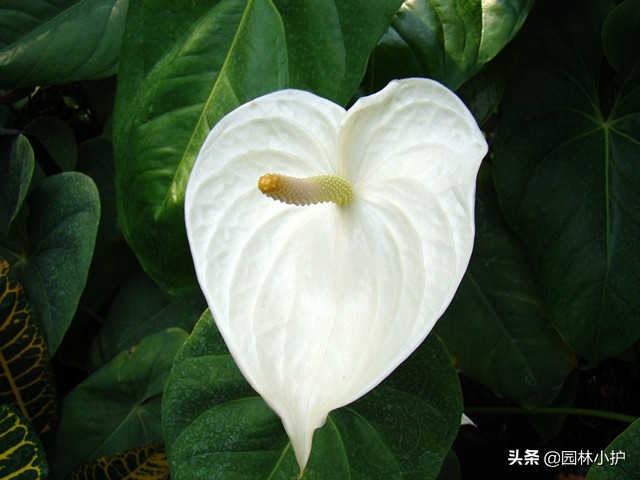 吸甲醛的室内植物排行,植物吸甲醛好还是活性炭吸甲醛好