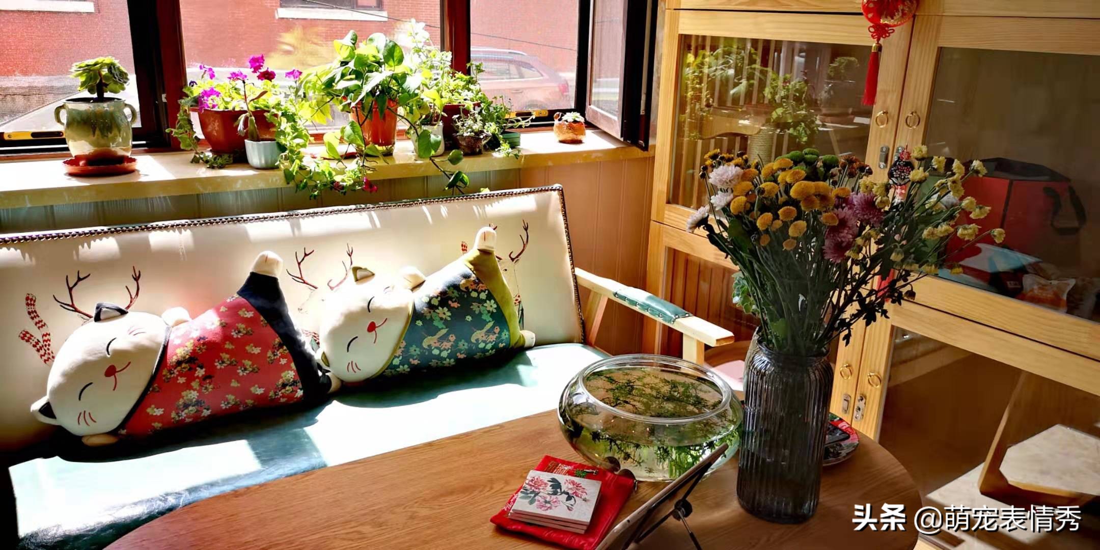 加盟宠物家品牌多少钱,南京宠物连锁店加盟项目