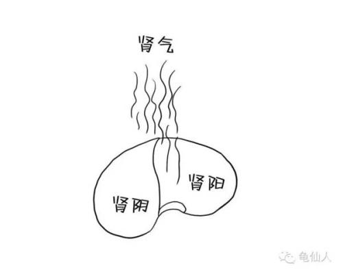 大便干燥是肾阴还是肾阳,睡觉怕热是肾阴还是肾阳