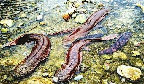 农村常见的动物抓了判刑,农村常见的10种野生动物