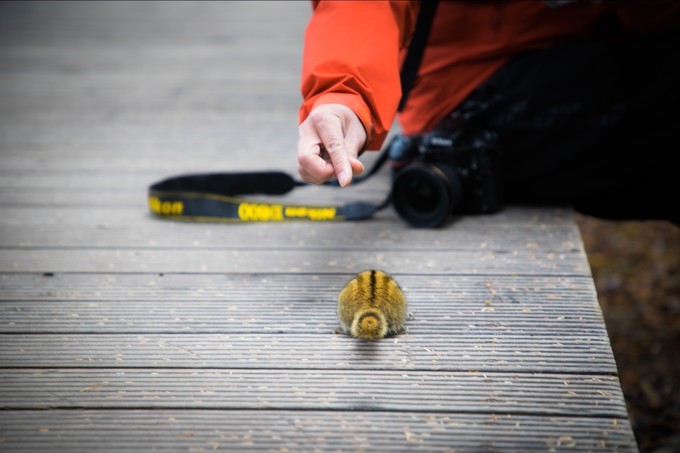 消失的地平线上的“香巴拉”和“女儿国”（二）
