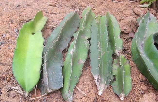 红心火龙果有什么营养有什么好处,火龙果红色的好还是白色的好营养