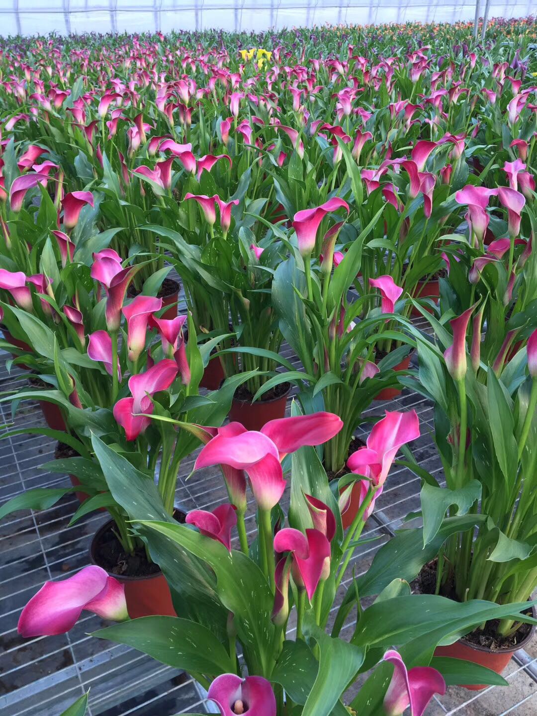 马蹄莲开花技术,让马蹄莲爆盆式开花