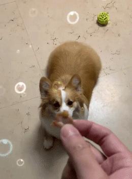 这只狗狗吃不到好吃的居然要和主人拼命，哈哈