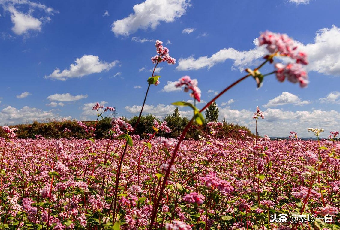 世界最好的蜂蜜品牌排行榜及产地,什么品种的蜂蜜最好最正宗