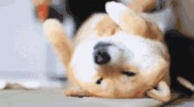 犬瘟病毒在室温下存活多久,狗狗感染犬瘟病毒症状