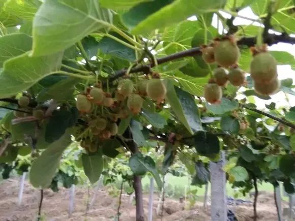 水果之王是什么水果猕猴桃,猕猴桃的美文