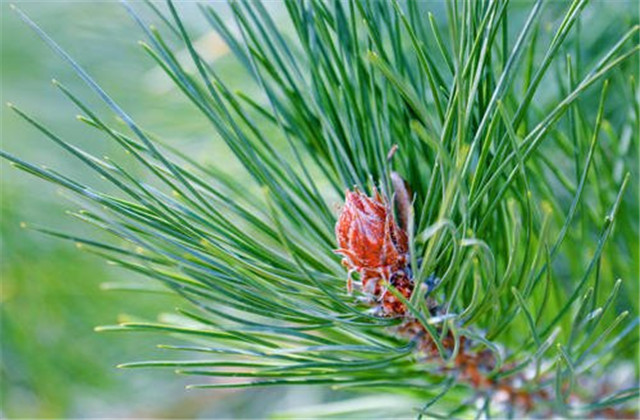 马尾松苗培育方法,马尾松培育基地
