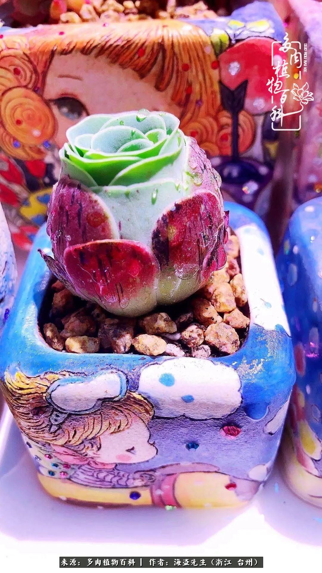 山地玫瑰养护顺口溜,山地玫瑰的养护种植注意事项视频