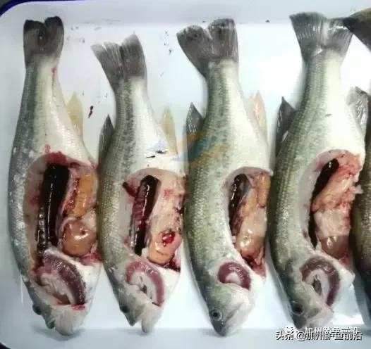 加州鲈中暑症状,高温加州鲈中暑