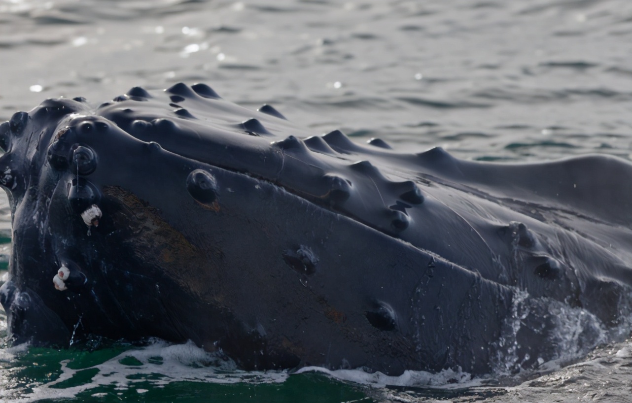 脱发只困扰人类吗?鲸鱼:谁来拯救我稀疏的毛发?