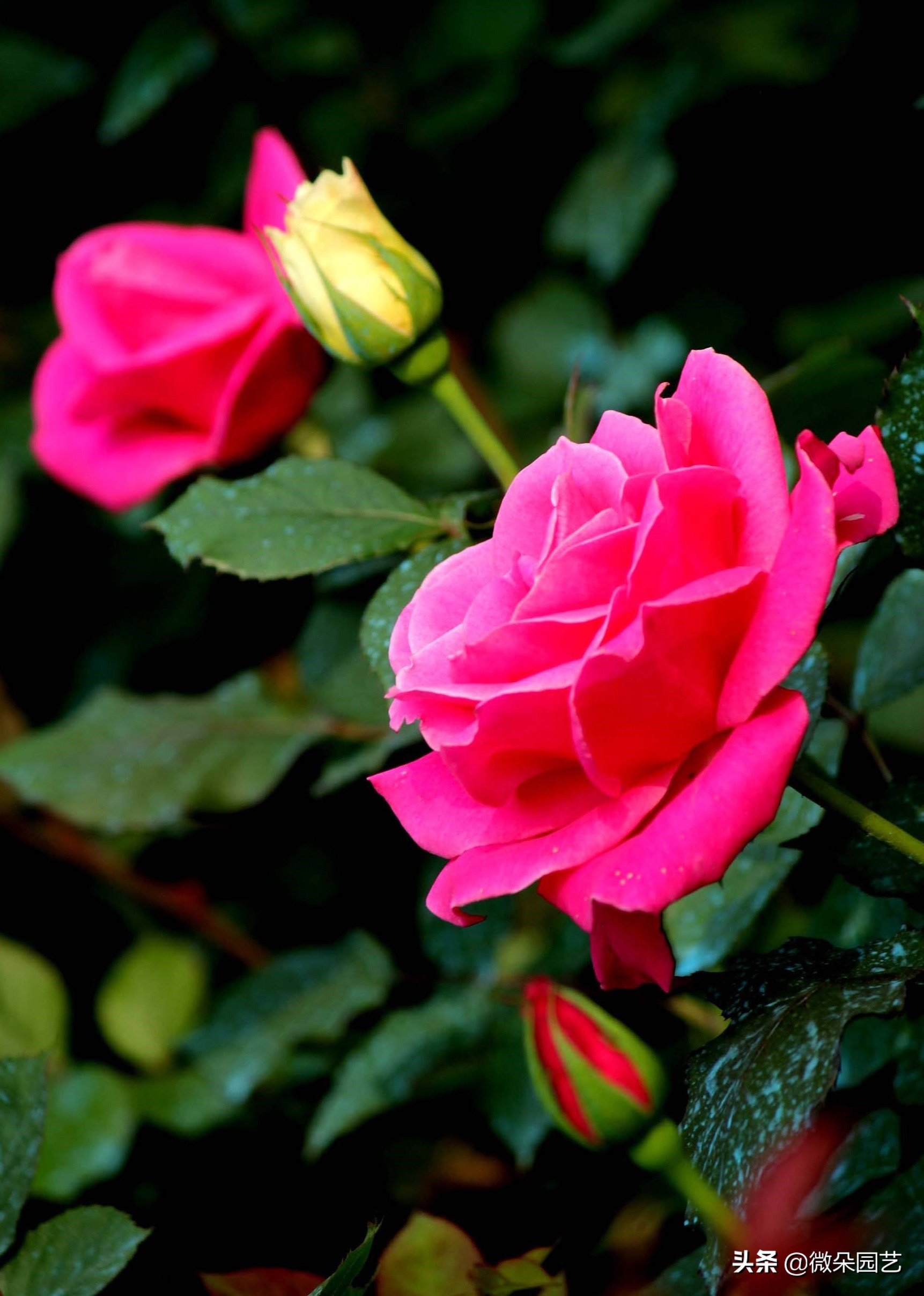 盆栽月季为什么慢慢枯枝黄叶呢,月季枝条上枯枝病枝要不要剪掉