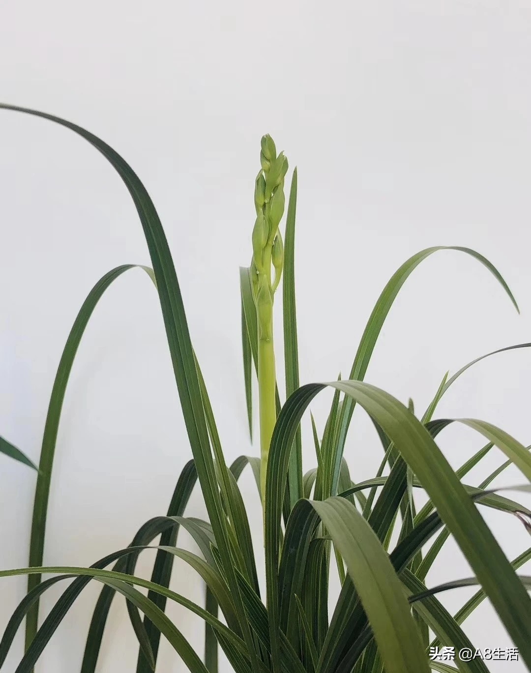 每日一兰花故事～中国兰花.惠兰名品.大一品