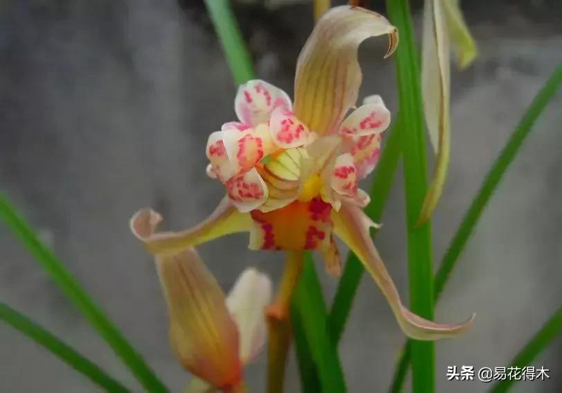 兰花春兰四大名品,兰花十大名品是哪些