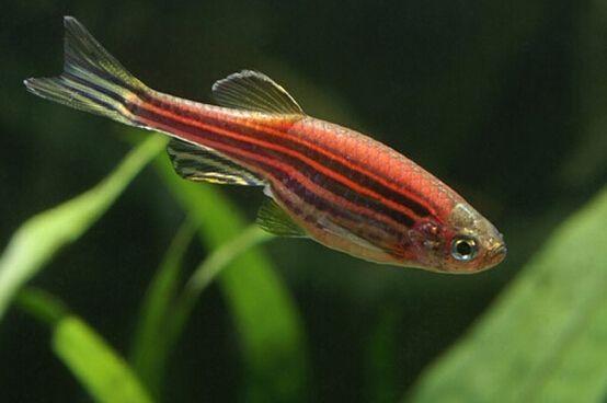 推荐几种好饲养的观赏鱼,精心挑选6种最容易饲养的观赏鱼