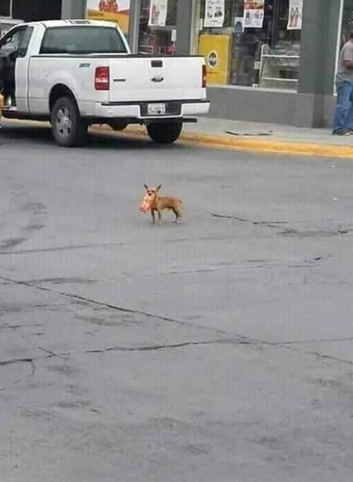 隔离中零食没了，主人灵机一动“派狗代购”，最后他被感动哭了