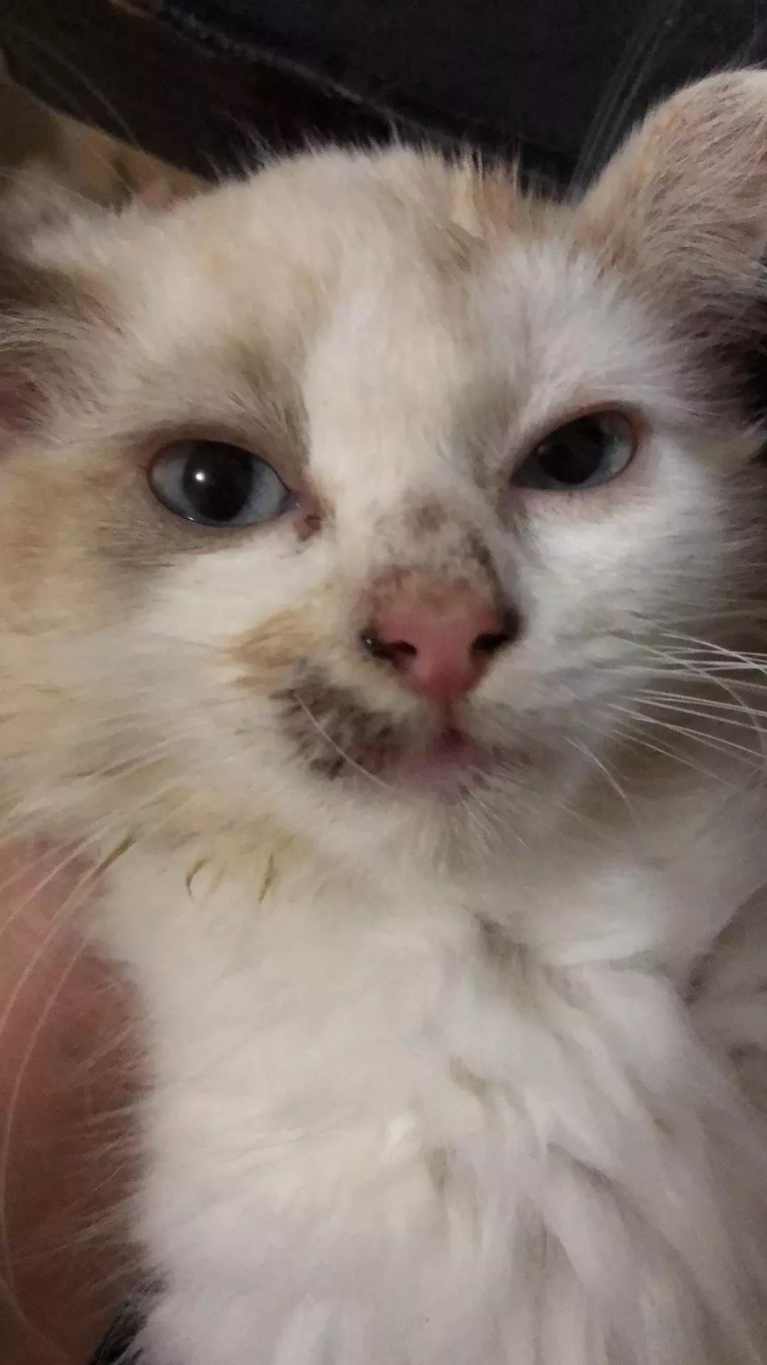 铲屎官把猫咪惹毛了,铲屎官得猫癣