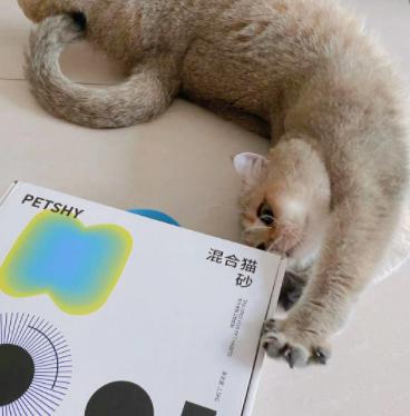 养猫必备好物｜新手养猫攻略