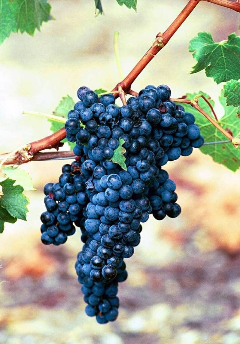 家门口种什么花果树好,家里种的水果树有哪些