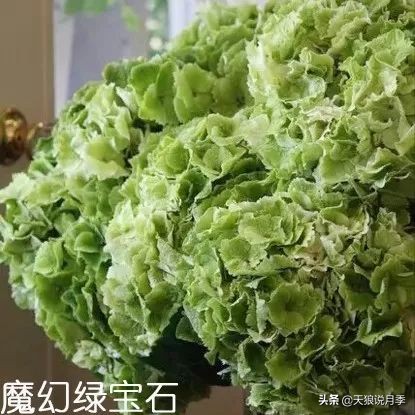 绣球季家里不缺花，全场8折迎初夏