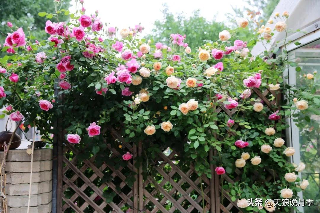 圆滚滚的绣球，瀑布般的花墙，这届花友也太会种花了吧