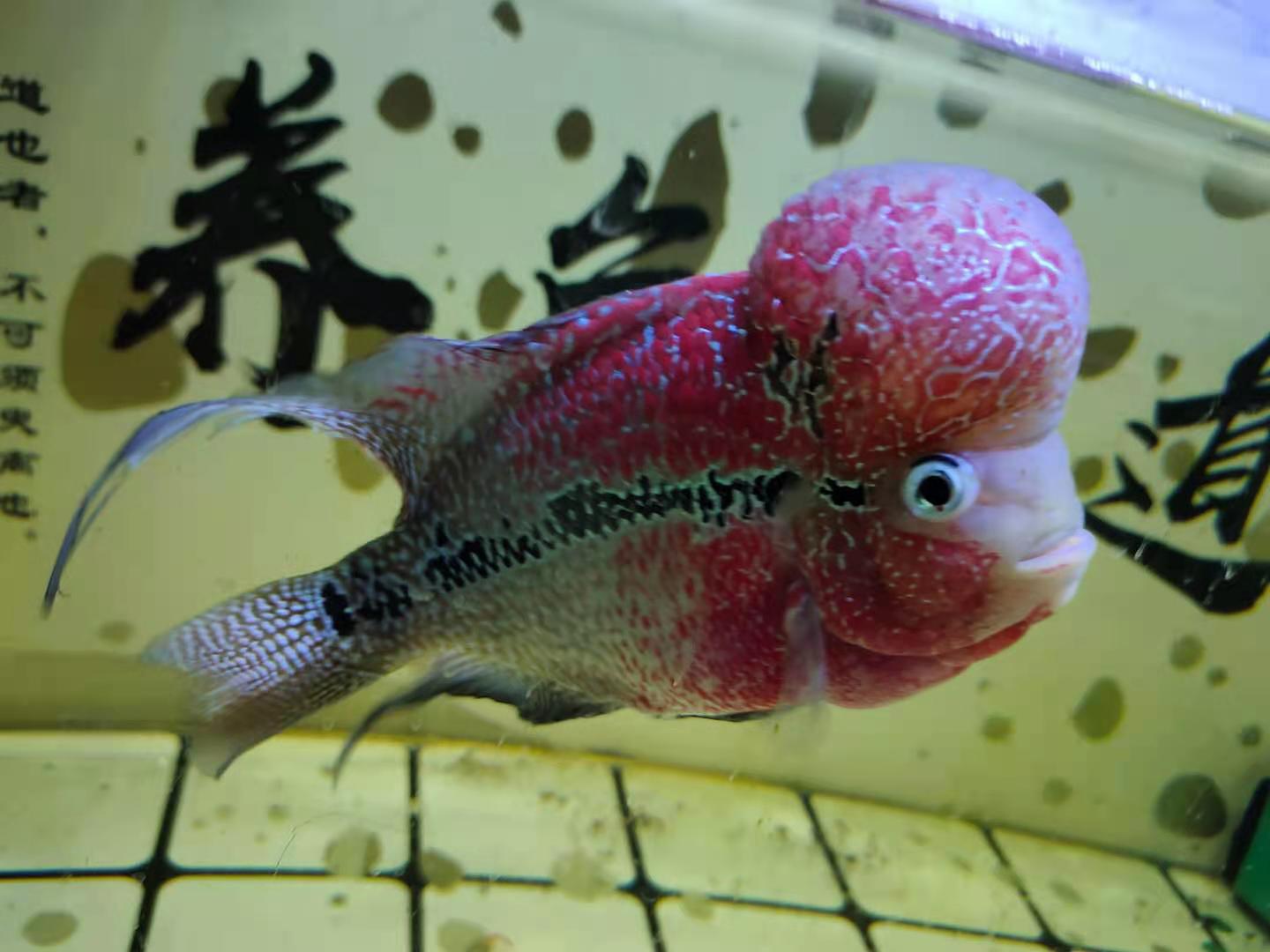 冷水鱼什么季节买最好,冬天买冷水鱼如何过水