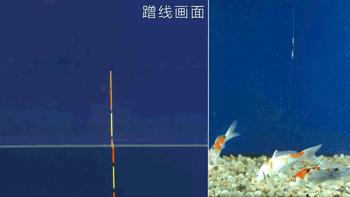 小鱼闹窝大鱼是不是不会来,小鱼闹窝大鱼不来