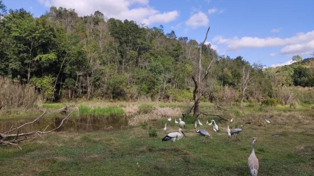 泰国西双版纳旅行,西双版纳基诺山热带雨林徒步