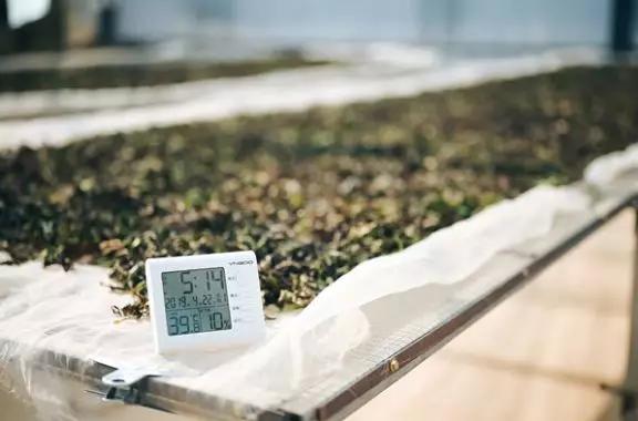 白茶有青味有什么危害,白茶臭青