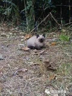 养暹罗猫会得什么病吗,养暹罗猫就像开盲盒