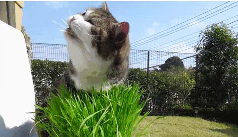 猫咪的驱虫药滴手上怎么办,猫咪体内驱虫和体外驱虫推荐